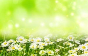 bright natural background with white daisies