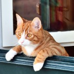 窓に寄りかかる猫